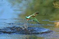 Eisvogel kingfisher alcedo atthis wildlife
