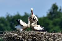 wei&szlig;storch white stork ciconia nikon tamron