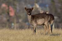 Damwild fallow deer wildlife nikon